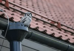 A bird sitting on a pipe on the side of a building in Stockton and Roseville, CA