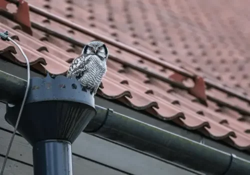 A bird sitting on a pipe on the side of a building in Stockton and Roseville, CA